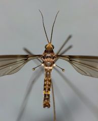 Leptotarsus cubitalis