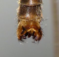 Leptotarsus cubitalis