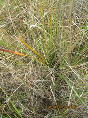 Libertia peregrinans