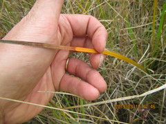 Libertia peregrinans