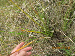 Libertia peregrinans