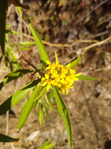 Willow Ragwort