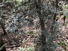 Podocarpus
