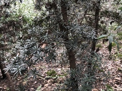 Podocarpus