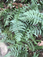Dryopteris