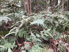 Dryopteris