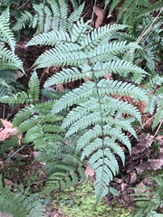 Dryopteris