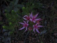 Calytrix megaphylla