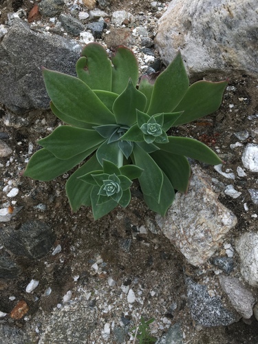iNaturalist observation photo of Arizona chalk dudleya