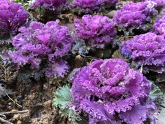 Brassica oleracea acephala