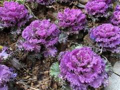 Brassica oleracea acephala