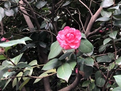 Camellia
