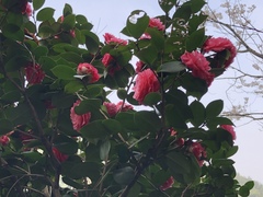 Camellia