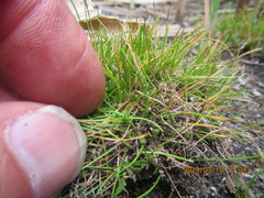 Isolepis basilaris