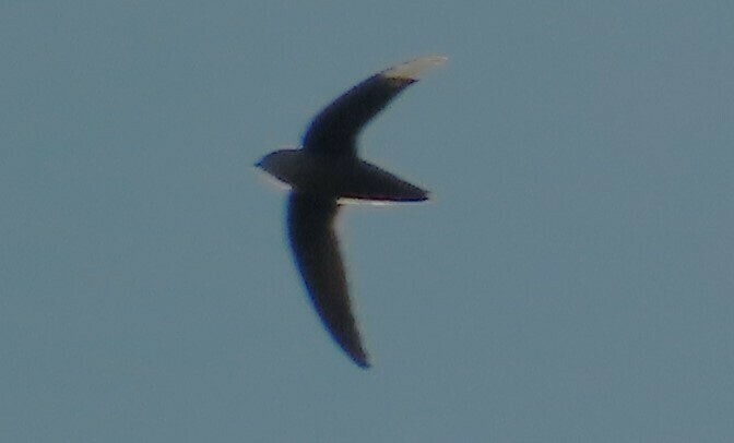 Chimney Swift from Dickinson, TX 77539, USA on October 9, 2023 at 05:48 ...