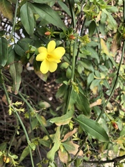 Jasminum mesnyi