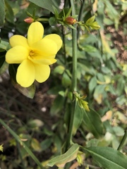Jasminum mesnyi