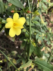 Jasminum mesnyi