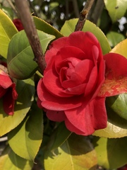 Camellia