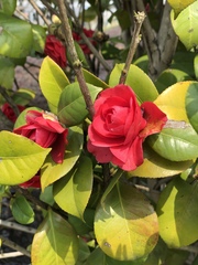 Camellia