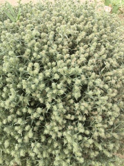 Cryptantha barbigera barbigera