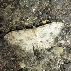 Scopula plantagenaria