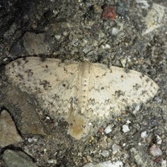 Scopula plantagenaria