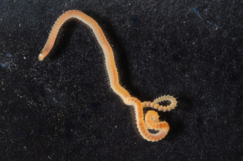 Lumbrineris observed 2023-10-08