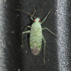 Orthotylus
