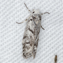 Lichenaula onychotypa