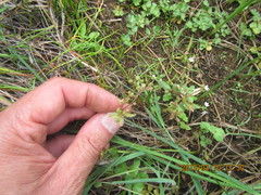 Veronica anagallis-aquatica