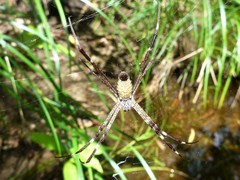 Argiope radon