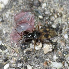 Pseudopamera nitidula