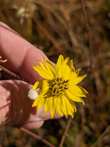 Image of Kyhosia bolanderi by (c) David Anderson, some rights reserved (CC BY)