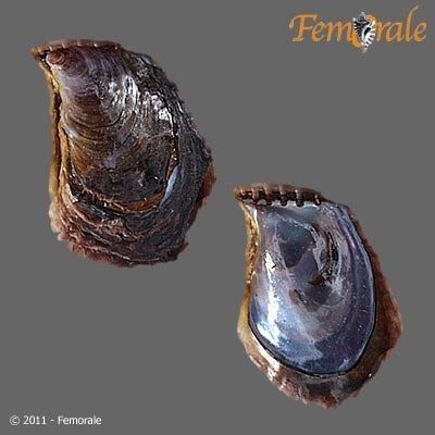 Black purse shell