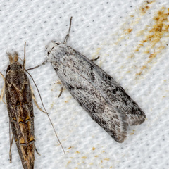 Lichenaula onychotypa