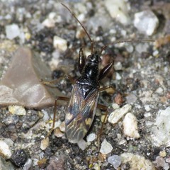 Pseudopamera nitidula