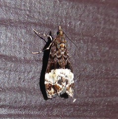 Scoparia minusculalis