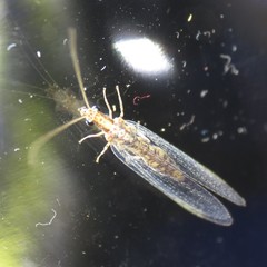 Eremochrysa punctinervis