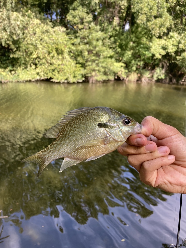 Redbreast Sunfish from Onion Creek, Austin, TX, US on October 7, 2023
