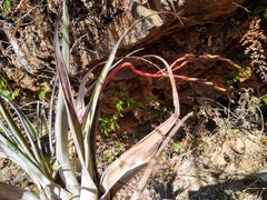 Tillandsia makoyana