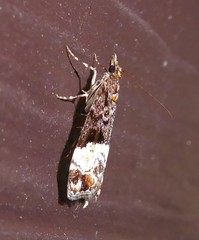 Scoparia minusculalis