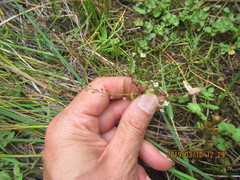 Veronica anagallis-aquatica