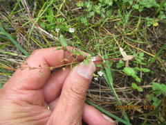 Veronica anagallis-aquatica
