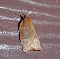 Planotortrix