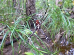 Argiope radon