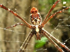 Argiope radon