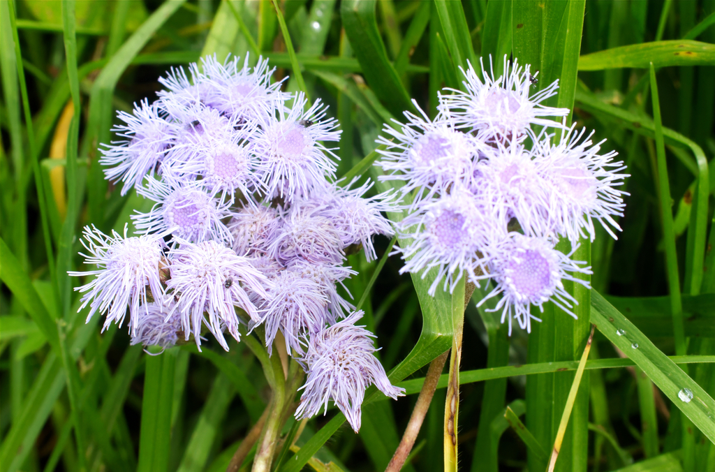 Ageratum platypodum