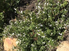 Chaenostoma integrifolium