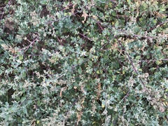Chenopodium mucronatum